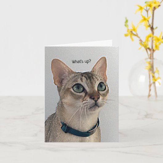 Carte Curieux Chat blanc (Fleur jaune)
