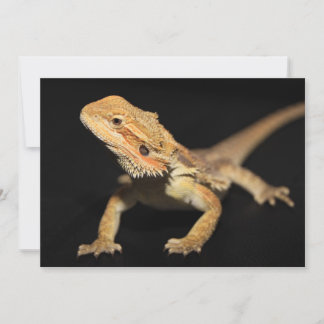 Carte Curieux Dragon À Portes 3