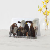 Carte Curieux Vaches 1 (Fleur jaune)