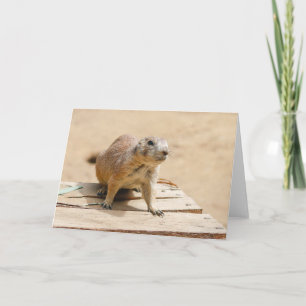 Carte Curious Prairie Dog