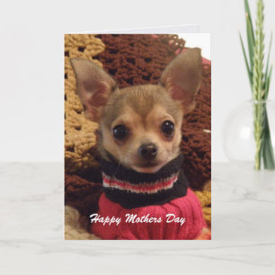 Carte Cute Chihuahua: Mothers Day Card