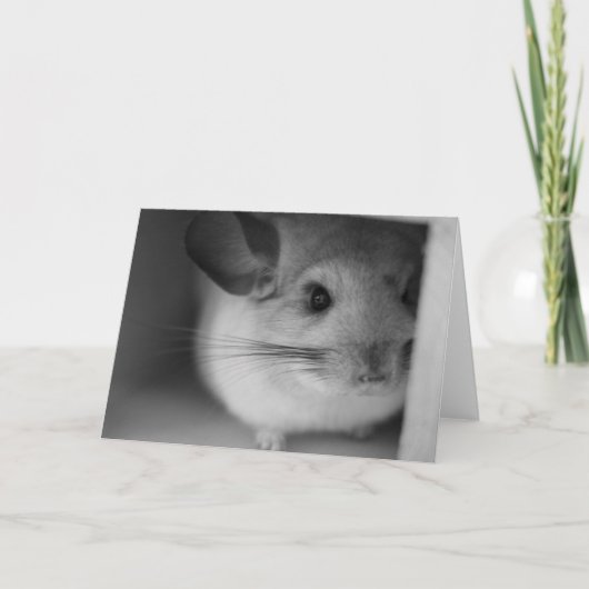 Carte Cute Chinchilla (Devant)