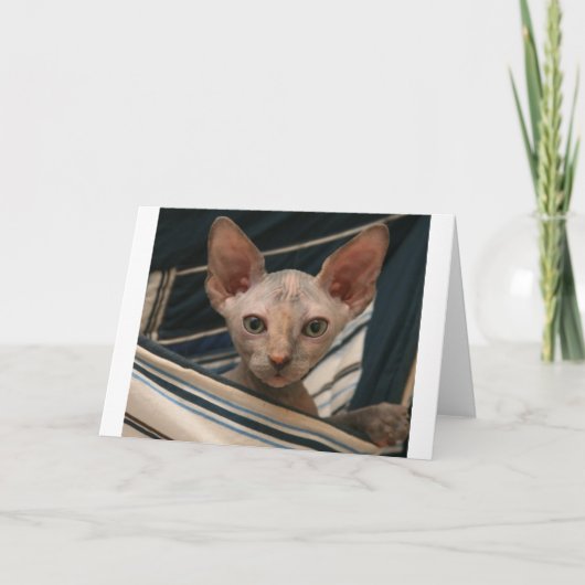 Carte Cute curios sphynx kitten (Devant)