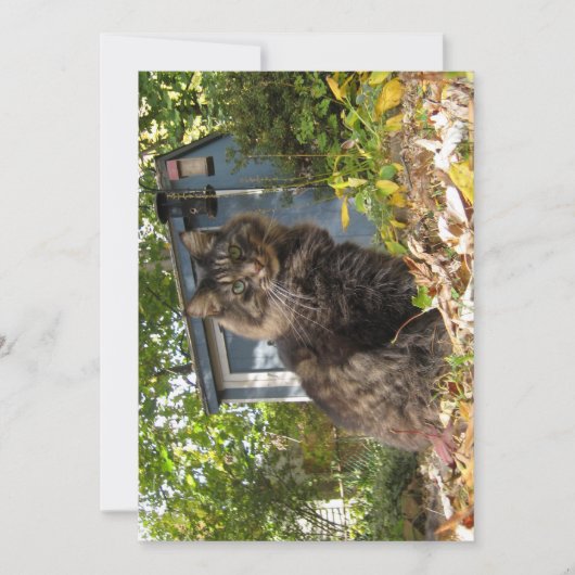 Carte Cute drôle Maine Coon Kitty Chat (Devant)