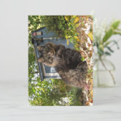Carte Cute drôle Maine Coon Kitty Chat (Debout devant)