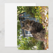 Carte Cute drôle Maine Coon Kitty Chat (Devant / Derrière)