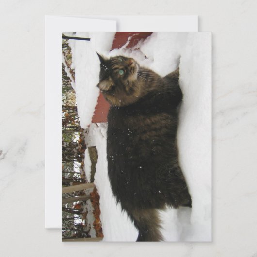 Carte Cute Funny Maine Coon Kitty Chat Orteils froids (Devant)