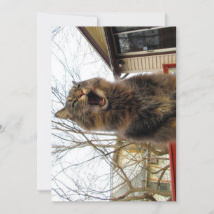 Carte Cute Funny Maine Coon Kitty Je suis une maison d'o