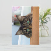 Carte Cute Funny Maine Coon Kitty Peek a Boo (Debout devant)