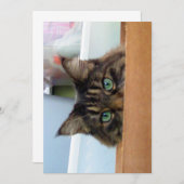 Carte Cute Funny Maine Coon Kitty Peek a Boo (Devant / Derrière)