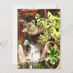 Carte Cute Funny Maine Coon Kitty Rustique