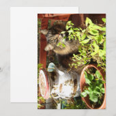 Carte Cute Funny Maine Coon Kitty Rustique (Devant / Derrière)