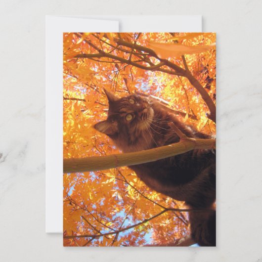 Carte Cute Funny Maine Coon Kitty Tree Climat (Devant)