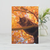 Carte Cute Funny Maine Coon Kitty Tree Climat (Debout devant)