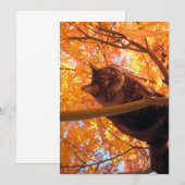 Carte Cute Funny Maine Coon Kitty Tree Climat (Devant / Derrière)