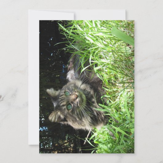Carte Cute Funny Maine Coon Le Knoll Grassy (Devant)