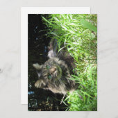 Carte Cute Funny Maine Coon Le Knoll Grassy (Devant / Derrière)