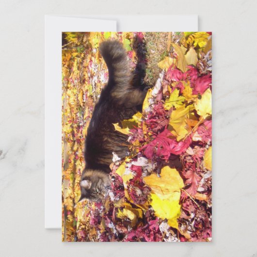 Carte Cute Funny Maine Coon L'Inspection De La Feuille (Devant)