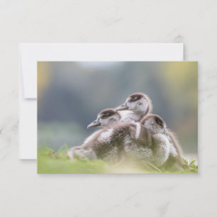 Carte Cute Geese Chicks Nature Photo