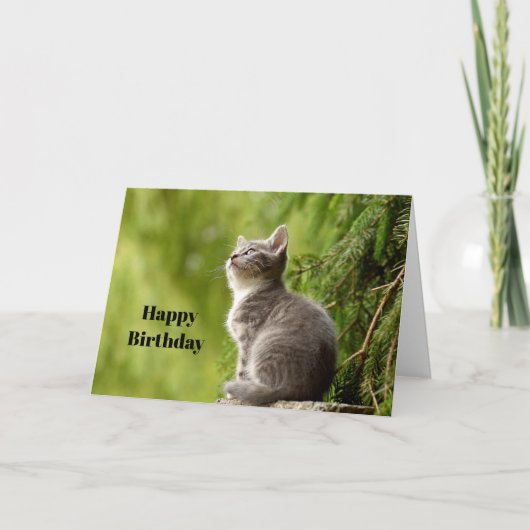 Carte Cute Grey Kitten Regarder La Photo Anniversaire (Devant)
