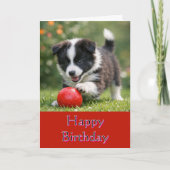 Carte Cute Happy Birthday Border Collie Greeting Card (Devant)