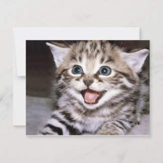 Carte Cute Kitten