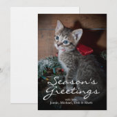 Carte Cute Kitten (Devant / Derrière)