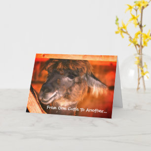 Carte Cute Llama Anniversaire animal humoristique