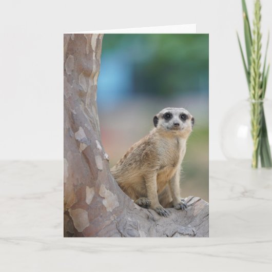 Carte Cute Meerkat Sat sur arbre (Devant)