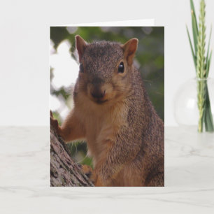 Carte Cute Squirrel Fermer la photographie de la nature