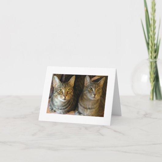 Carte Cute Tabby Chats Joyeux Anniversaire (Devant)