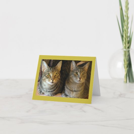 Carte Cute Tabby Chats Joyeux Anniversaire (Devant)