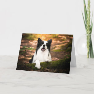 Carte Cutest Baby Animals   Black and White Border Colli