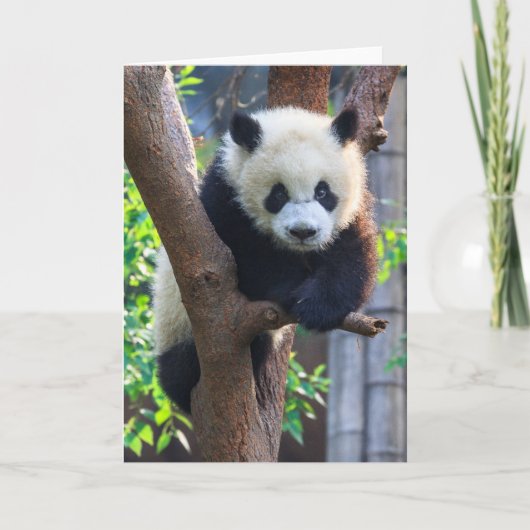 Carte Cutest Baby Animals | Giant Panda Cub (Devant)