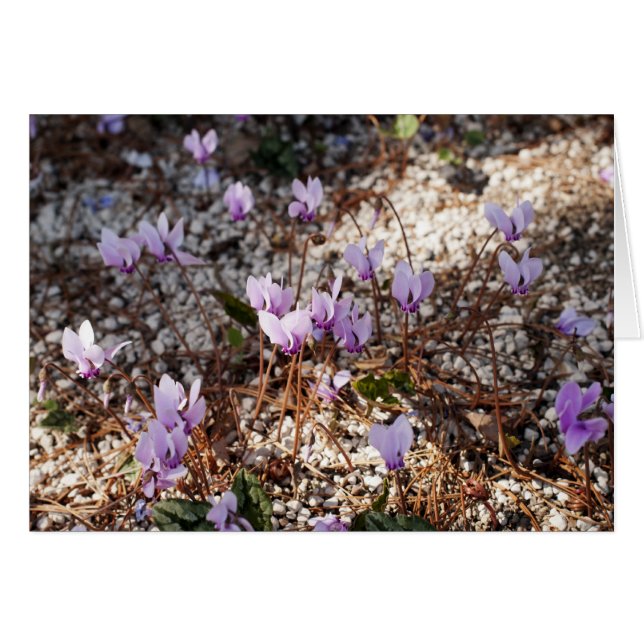 Carte Cyclamen (Devant horizontal)