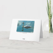 Carte Cygne avec reflets nuageux (Dos)