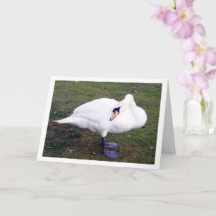 Carte Cygne sur herbe