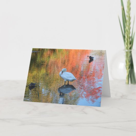 Carte Cygne timide (Devant)