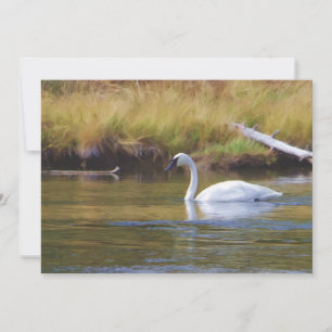 Carte Cygne trompette