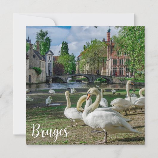 Carte Cygnes blancs à Bruges (Devant)