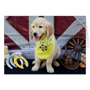 Carte d'Abby de cowboy