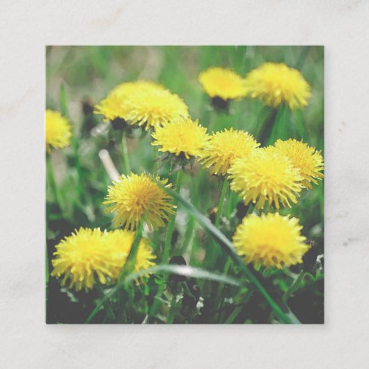 Carte D'accompagnement Dandelion Fleurs Dandelions Jaune Vert (Devant)