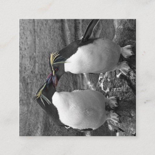 Carte D'accompagnement Éclaboussure de couleur de pingouin (Devant)