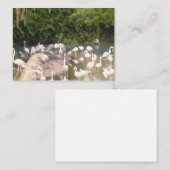 Carte D'accompagnement Flamants roses au repos (Devant / Derrière)