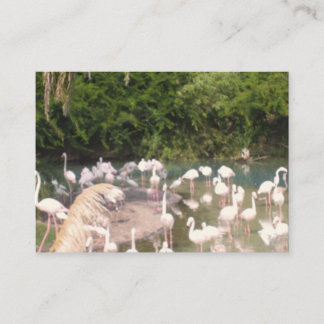 Carte D'accompagnement Flamants roses au repos