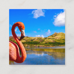 Carte D'accompagnement Flamingo des Caraïbes en Saint-Kitts