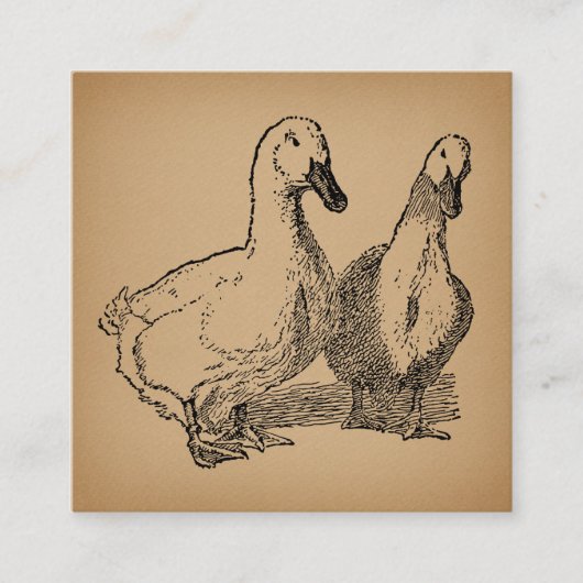 Carte D'accompagnement Illustration vintage Duck Art Two Ducks (Devant)