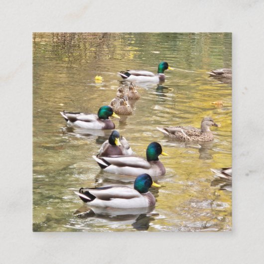 Carte D'accompagnement Mallards sur l'étang (Devant)