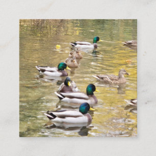 Carte D'accompagnement Mallards sur l'étang