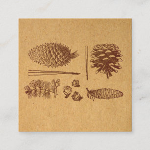Carte D'accompagnement Pinecone Vintage de cônes de pin illustré